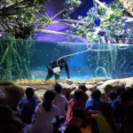 Oferta educativa para colegios en el acuario de Sevilla 00 | Sevilla con los peques