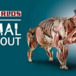 Animal Inside Out, una exposición sobre mundo animal en Sevilla 00 | Sevilla con los peques