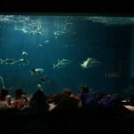 Noche con tiburones para niños en el Acuario de Sevilla 00 | Sevilla con los peques