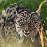 Exposición del Parque de Doñana en Casa de la Ciencia | Sevilla con los peques