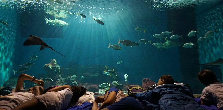 Aquarium of Seville Night with Sharks | Sevilla con los peques 