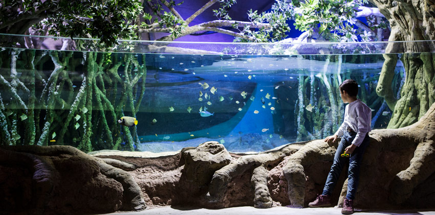 Aquarium of Seville: a boy watching fishes | Sevilla con los peques