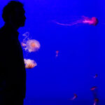 Exposición de Medusas en el Acuario de Sevilla , estanque de medusas | Sevilla con los peques