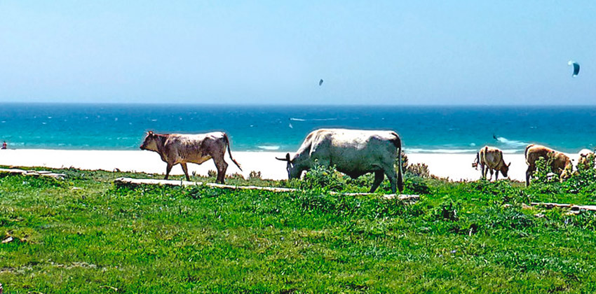 Vacas pastando en la playa de Bolonia | Sevilla con los peques