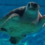 Día Mundial de los Animales en el Acuario de Sevilla | Sevilla con los Peques