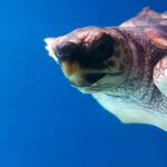 Conociendo a las tortugas actividad en el Acuario de Sevilla | Sevilla con los peques