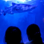 Actividad del Acuario de Sevilla "Tiburones a media noche" | ETSi