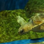 Tortuga marina en el estanque del Acuario de Sevilla | Sevilla con los peques